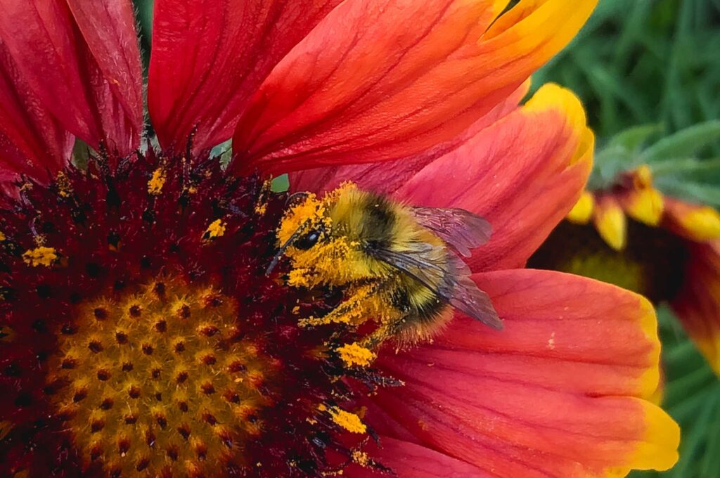Pollinators of Southern B.C.
