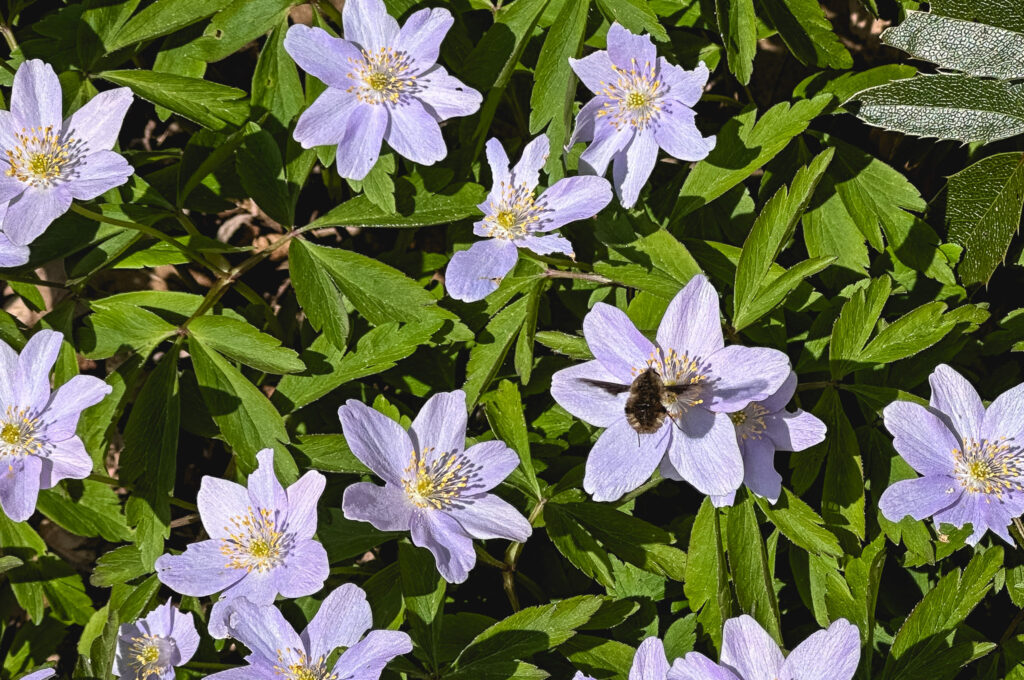 Planting for Pollinators