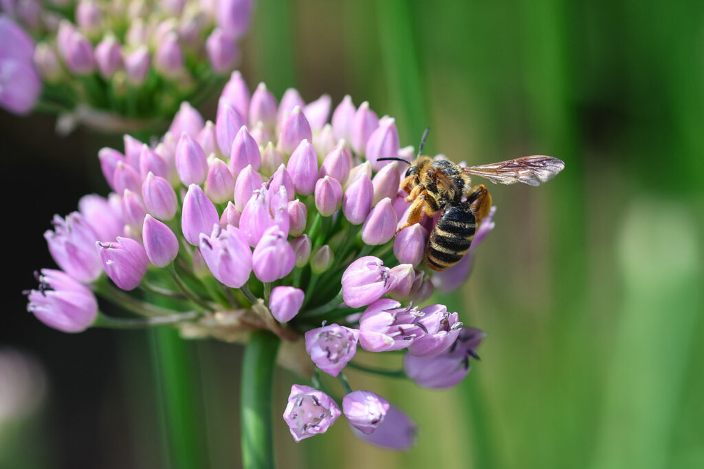 prunus (cherry) mining bee